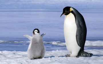 пингвины, пингвинёнок