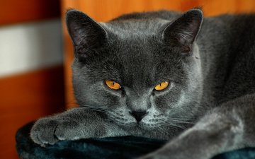 кот, взгляд, британский, окрас, черный кот, желтые глаза