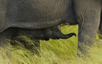 трава, африка, слоны, слоненок, национальный парк чобе, ботсвана