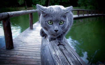 кот, мост, зеленые глаза, осторожность