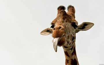 животное, язык, жираф, рожки, шея