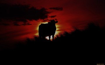 ночь, природа, животное, корова
