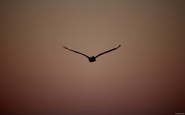 полет, птица, пеликан