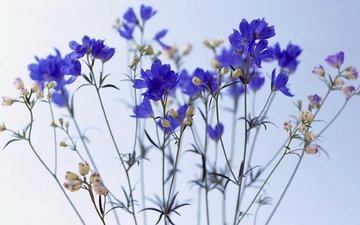 цветы, синее, васильки