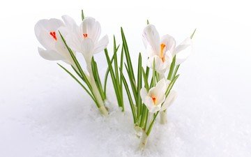 цветы, снег, весна, первоцвет, крокусы, белые подснежники