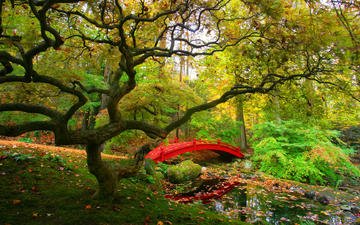 река, дерево, мостик, листва, осень