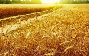 лучи, пейзаж, поле, колосья, пшеница, колоски, золотые, golden field