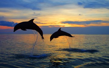 вода, море, брызги, прыжок, пара, дельфины