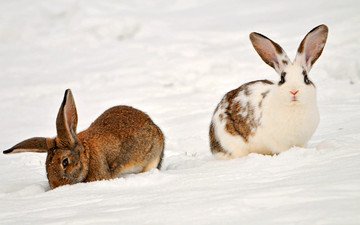 снег, зима, животные, кролики