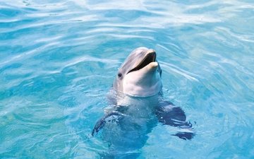 вода, море, животное, дельфин