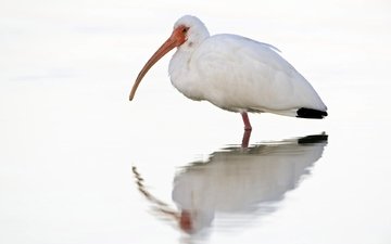 отражение, белый, птица, клюв, птица в воде, ибис
