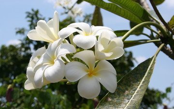 белая орхидея