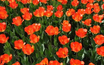 цветы, природа, красные, тюльпаны, красные тюльпаны