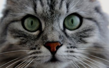глаза, морда, кот, кошка, пушистый, серый, усики, полосатый котик