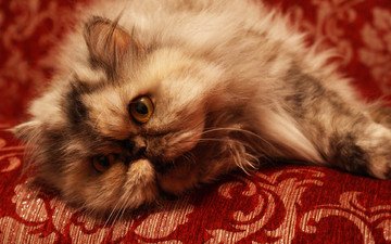 кот, кошка, диван, пушистик, персидская