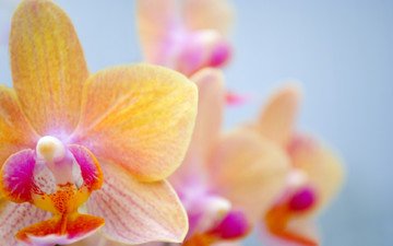 цветы, лепестки, орхидея, орхидею, красивая орхидея