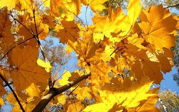 дерево, листья, осень, клен, желтые