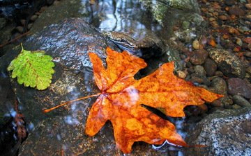 вода, камни, листья, осень, лист, клен, мокрый