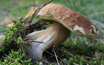 природа, лес, макро, грибы, мох, белый гриб