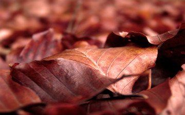 листья, макро, осень, листопад, сухие
