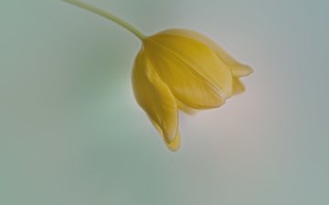 тюльпан, нежный фон, праздничный цветок