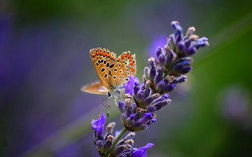 природа, цветок, лаванда, бабочка, крылья, насекомые, размытость, бабочка на синем цветке