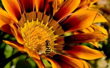 пчела на цветочке