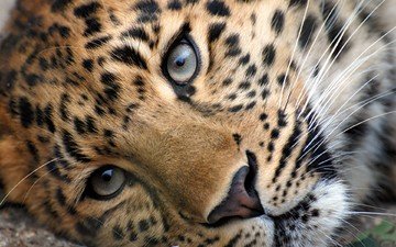 морда, животные, усы, взгляд, леопард, красивый леопард