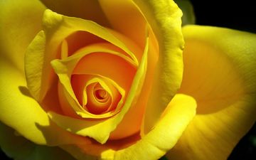 цветок, роза, лепестки, бутон, жёлтая, крупным планом
