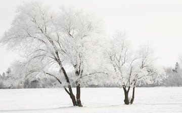 снег, дерево, зима