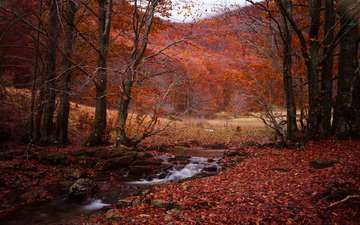 лес, ручей, осень