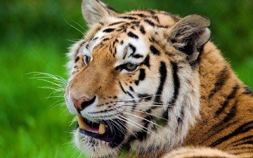 тигр, морда, полоски, усы, смотрит, хищник, отдых, серьёзный тигр
