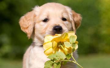 цветок, роза, собака, щенок, подарок, ретривер, золотистый ретривер