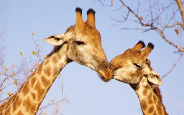 поцелуй, жирафы