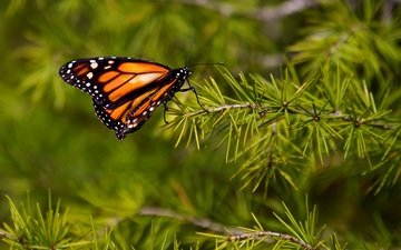 природа, хвоя, насекомое, ветки, бабочка, крылья, монарх