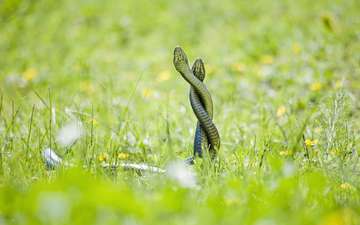 трава, змеи, полевые цветы, рептилия, пресмыкающиеся