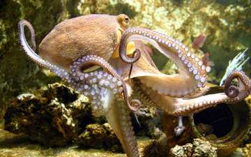 осьминог, моллюск, подводный мир, спрут