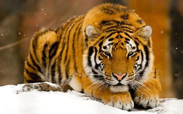 тигр, снег, полосатый