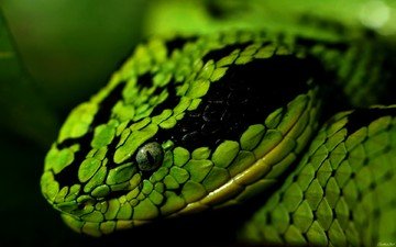 змея, зеленая