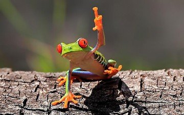 лягушка, голосует, земноводные, древесная лягушка, квакша, красноглазая квакша, red-eyed treefrog