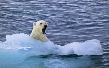 вода, полярный медведь, медведь, белый, белый медведь, льдина, арктика, миша