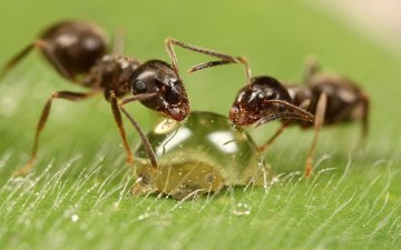 макро, капля, насекомые, муравей, муравьи