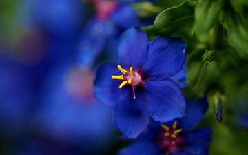 макро, синий, цветок, размытость, красиво