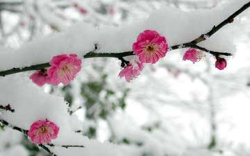 цветы, ветка, снег, весна, сакура