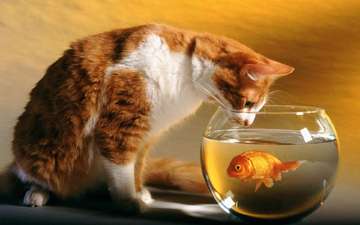 кот, аквариум, рыбка, рыбалка