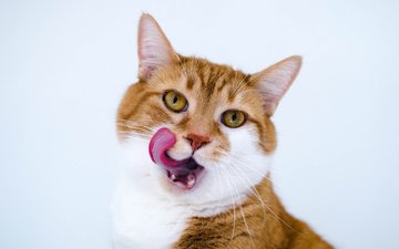 язык, рыжий кот