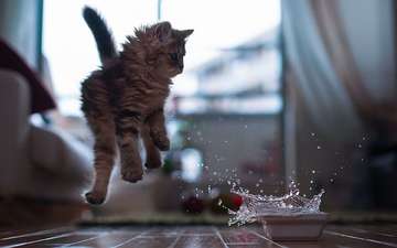 вода, кот, кошка, котенок, брызги, прыжок, миска