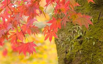 природа, дерево, листья, макро, ветки, осень, клен