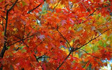 дерево, листья, макро, ветки, осень, клен, кленовый лист