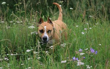 цветы, трава, собака, друг